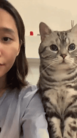 고양이가 신뢰하는사람에게만 하는 행동