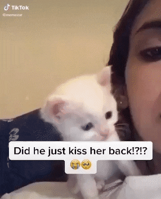 뽀뽀하는 고양이 뽀뽀하는 고양이