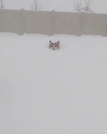 눈 처음본 웰시코기 눈 처음본 웰시코기