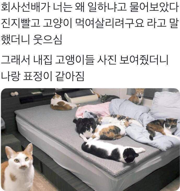 내가 회사에 다니는 이유