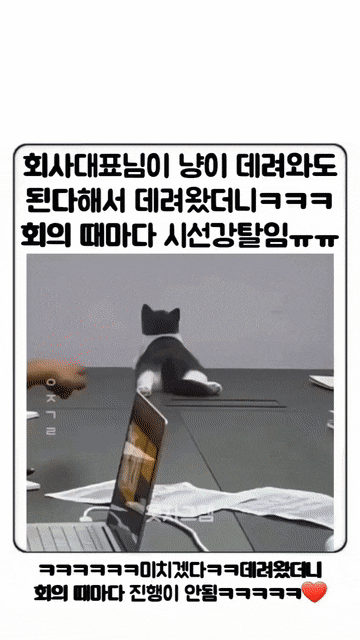회사에 고양이 데려갔더니