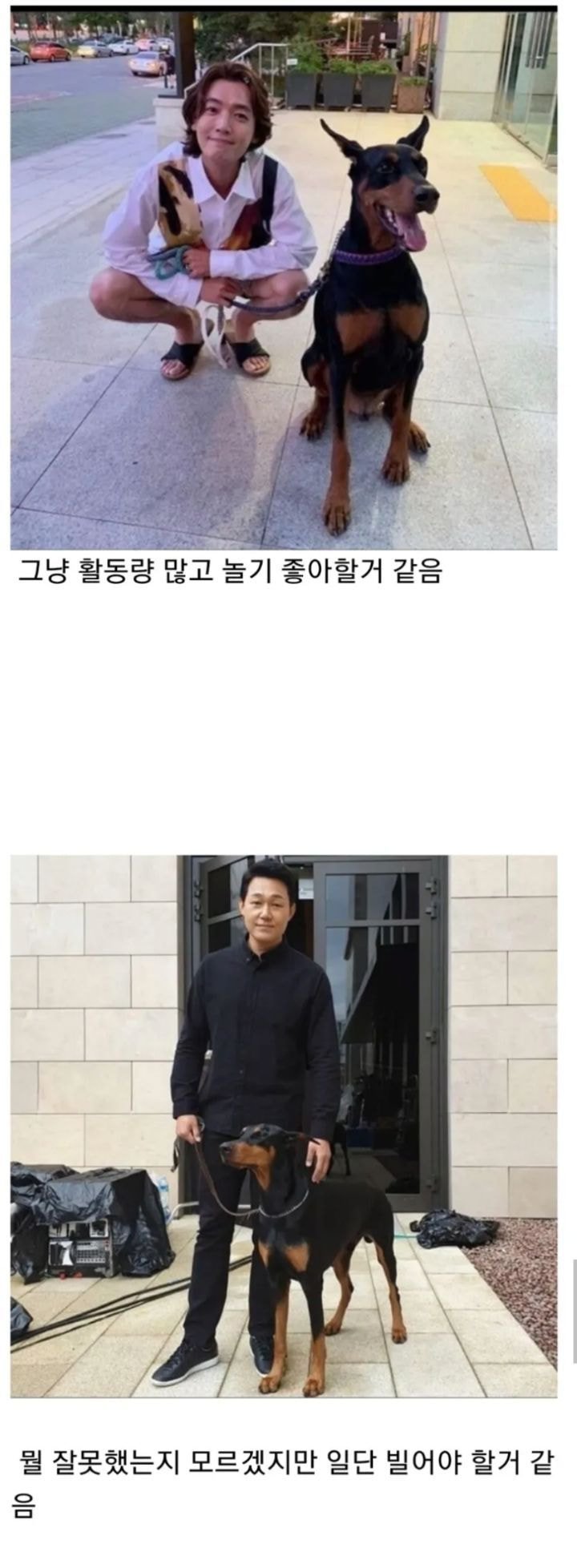 견주의 따른 느낌