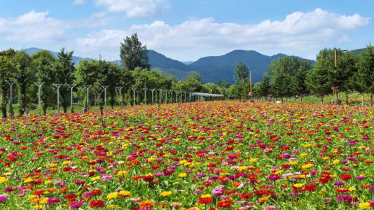 볼거리 즐길거리 가득한 가평 자라섬, 남도 봄꽃 축제 열린다