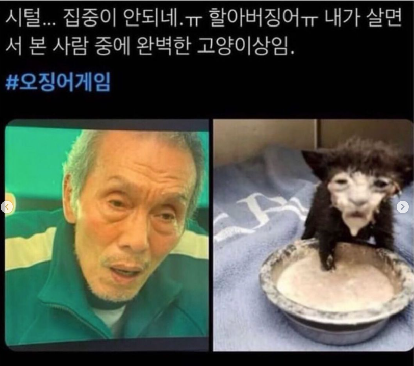 완벽한 고양이상 배우